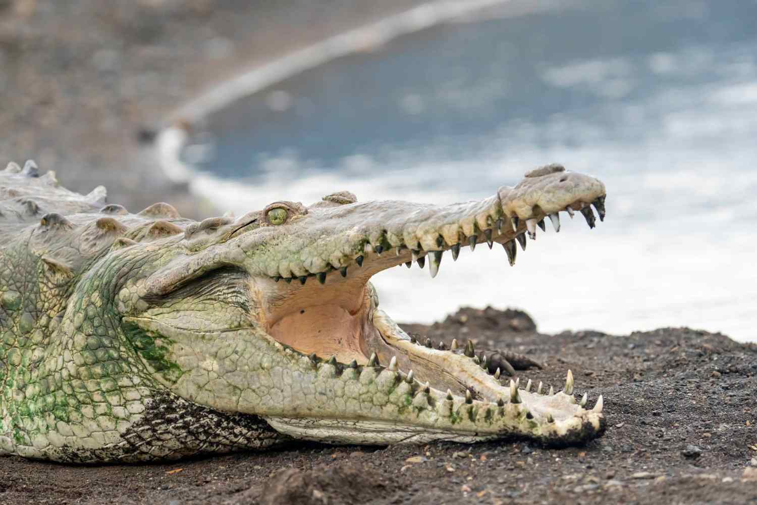 La Fortuna to Jaco Stop - Tarcoles Crocodile River Tour